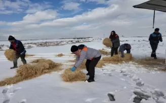 Kayseri Büyükşehir’den dilsiz dostlara merhamet eli
