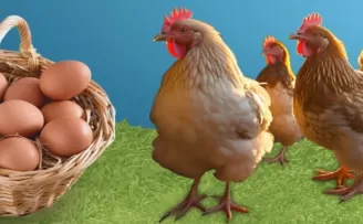 Kayseri’de ‘Tavuklar Bizden Üretim Sizden’ kampanyası