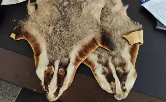 Kilis’te Suriye’den Türkiye’ye getirilen 5 hayvan postu bulundu