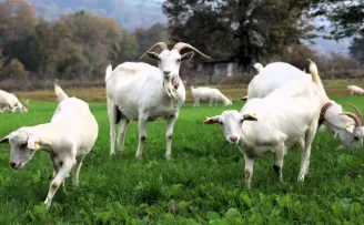 Kocaeli’de süt otu desteği meraları yeşertti