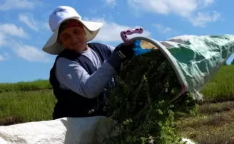 Kocaeli’de TABİP projesiyle kekik hasadı başladı