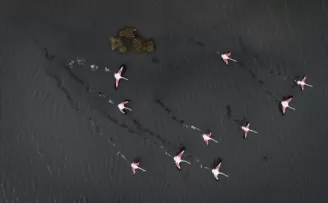 'Kuş oteli' rekor sayıda flamingo ağırlıyor