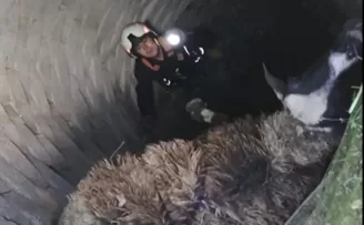 Kuyuya düşen koyunu itfaiye kurtardı