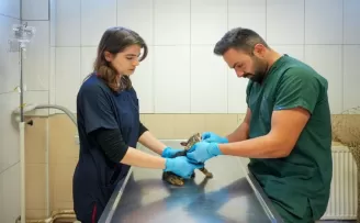 Maltepe’de sahipsiz kedi kısırlaştırmada online randevu