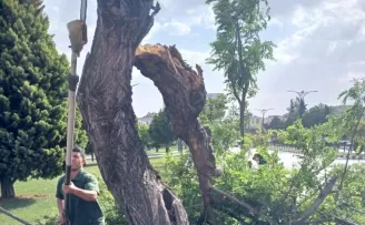 Manisa’da fırtınanın zarar verdiği ağaçlar kaldırıldı