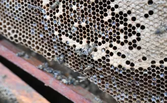 Manisa’da sel mağduru arıcıya destek