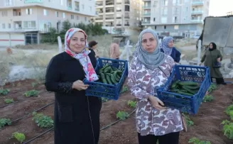 Mardin Artuklu Kent Kadın Bostanları’nda ilk hasat sevinci