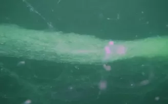 Marmara’da müsilaj alarmı! Bulut kümeleri denizi sardı