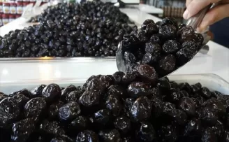 Marmarabirlik zeytin alımında rekor kıracak