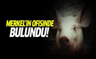 Merkel'in ofisine domuz başı!