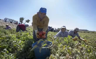 Mersin’de yüzde 70 hibeli domates fidesi desteği