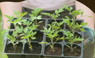 Milas’ın ata tohumları yaygınlaştırılacak