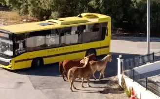 Mudanya’da başıboş atlar tehlike oluşturdu