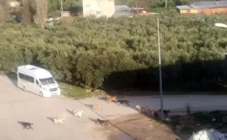 Mudanya’da başıboş köpeklerin ’sürü’ tedirginliği!
