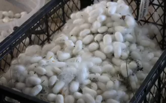 Muğla’da kozalar berekete dönüştü