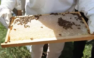 Ordu’da bal hasadı bereketi