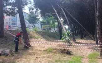 Ordu’da can ve mal güvenliğini tehdit eden ağaçlara müdahale edilecek