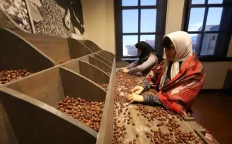 Ordu’da fındığın hikayesi ilgi çekiyor