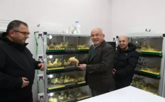 Ordu’da kaz yetiştiriciliği artıyor