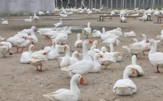 Ordu’da kaz yetiştiriciliği büyüyor