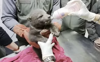 Orman işçilerinin bulduğu yavru ayı “Bulut“a özel bakım