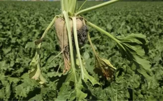 Pancar üreticisine 410 milyon TL sulama avansı desteği