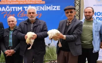 Samsun Büyükşehir’den üreticiye kaz desteği