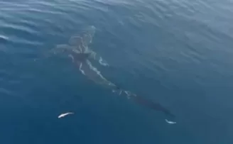 Saros’ta 2,5 metrelik köpekbalığı balıkçıları şaşırttı