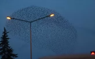 Sığırcık kuşlarının dansı büyüledi