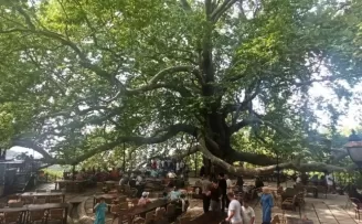 Tarihi İnkaya Çınarı turistler tarafından yoğun ilgi görüyor