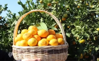 Tarım-ÜFE’de turunçgiller zirvede