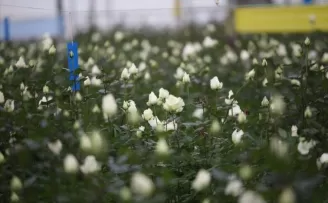 Tarımda 'süslü' ticaret yüz güldürdü