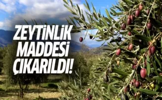 Tartışmalı zeytinlik maddesi tasarıdan çıkarıldı