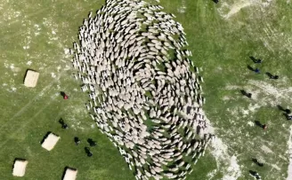 TİGEM’de ’kavuşma’ sevinci... Koyun ve kuzular buluştu