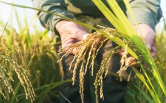 TMO çeltik alım fiyatlarını açıkladı... Alımlar ayın 26’sında başlıyor