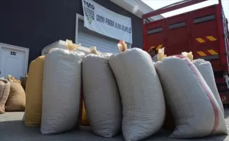 TMO fındık alımlarına başladı