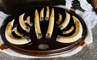 Trabzon’da yaban hayatı kaçakçılığı... 19 kargo ele geçirildi!