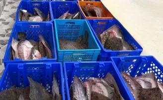 Yasadışı kalkan avcılığına müdahale! 169 balık Darülaceze’ye teslim edildi