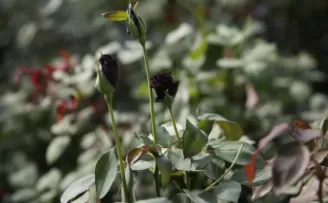 Vodafone 40. İstanbul Maratonu'nunda Kenyalı atletlerden parkur rekoru