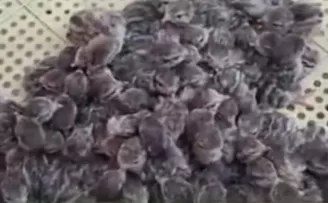 Yılın ilk keklik yavruları yumurtadan çıktı