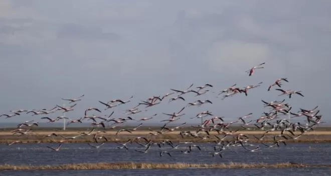 4 dernekten Gala Gölü için yardım çağrısı