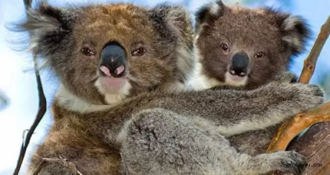 686 koala öldürüldü