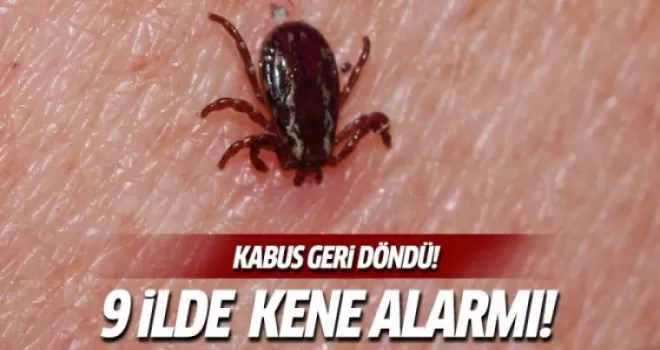 9 ilde kene alarmı!