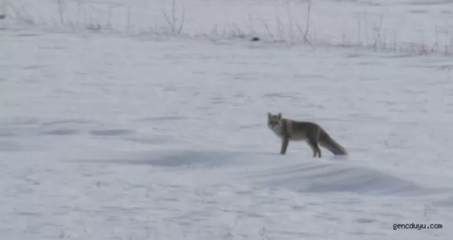 Aç kurt ve tilkiler köylere indi