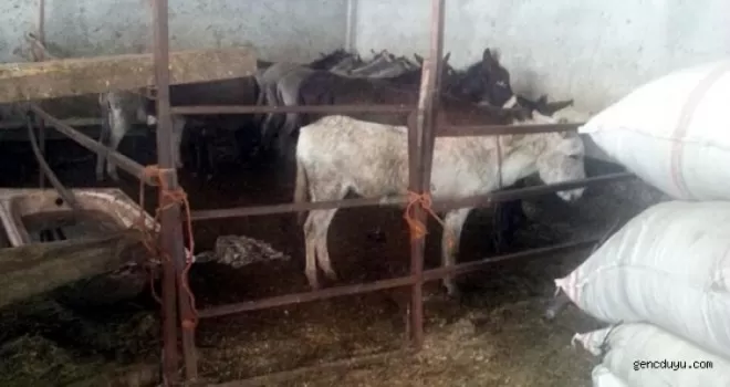 Adana'da eşek eti operasyonu