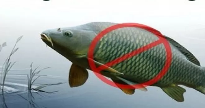 Adana’da sazangillerin avcılığına 31 Mayıs’a yasak!