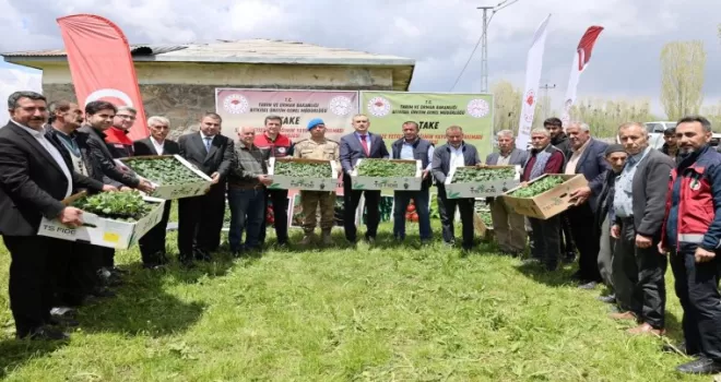 Ağrı Valiliği’nden Aşkale’ye 100 bin fide desteği