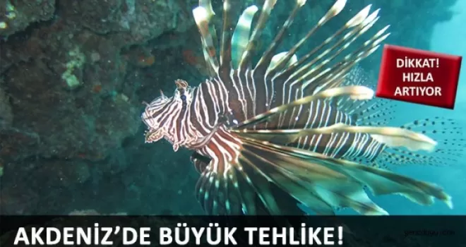 Akdeniz‘de zehirli balık türleri artıyor