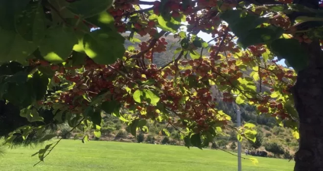Ali Dağı 360 Kafe’de süs elması bereketi