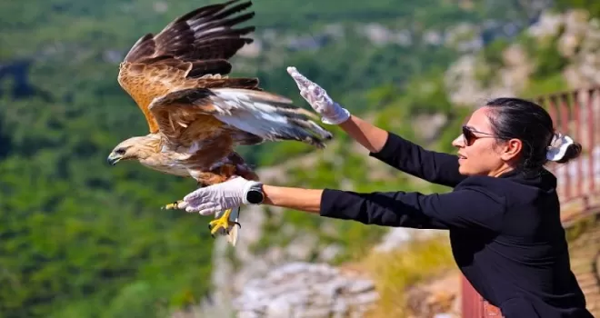 Antalya’da kızıl şahin yeniden kanatlandı